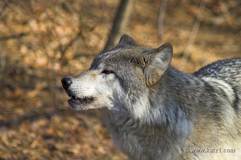 Arctic Wolf 032